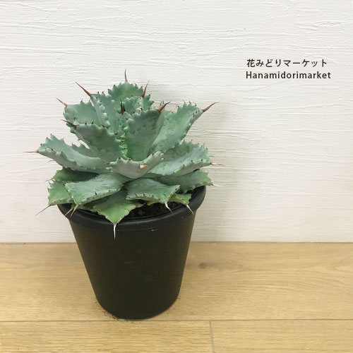 楽天市場】アガベ チタノタブルー 3.5号ポット実生苗多肉植物 ドライ
