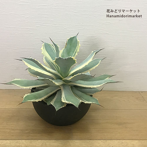 楽天市場】多肉植物 caアガベ ポタトラム 雷神錦 多肉植物