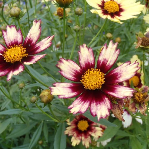 カラテア・ギムノカルパ カラテア・ギムノカルパ