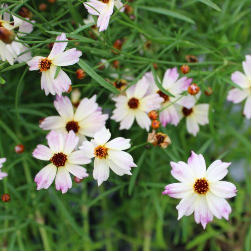 楽天市場】【単品 / 3個セット】ダリア 大輪 黒蝶（ こくちょう ）3