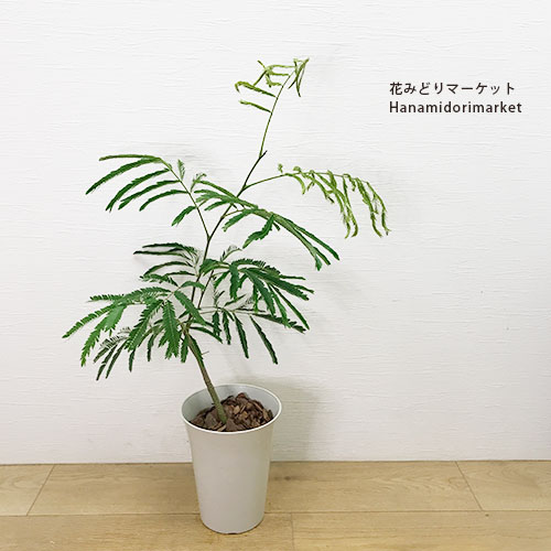 【幹太め♥新芽かなり動いてます】エバーフレッシュ ネムノキ 大型 幹太め ネムノキ エバーフレッシュ その他インテリア雑貨 PLANTS