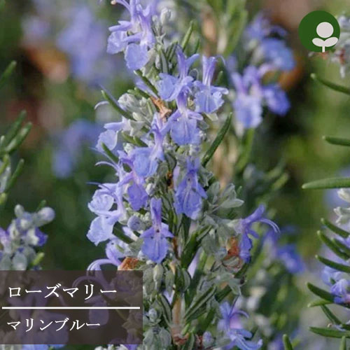 楽天市場】ローズマリー アブラクサス 3号ポット苗イングリッシュ