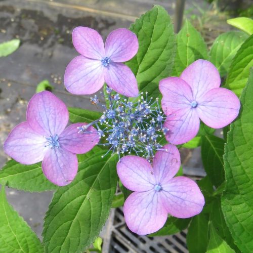 楽天市場】【単品 / 3個セット】斑入りヨモギアルテミシア ブルガリス3