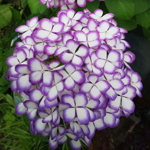 楽天市場】アジサイ 旭日昇天 5号鉢 大苗 花苗 苗木 あじさい