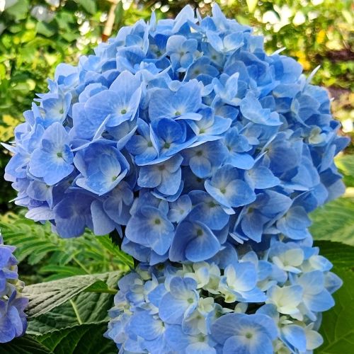 楽天市場】アジサイ ヴィブラントヴェルデ 9cmポット 品種登録出願中