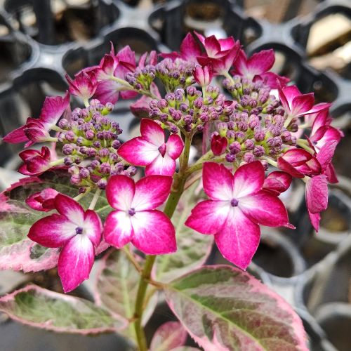 もり子　ヤマアジサイ もり子 ヤマアジサイ もり子 ヤマアジサイ ヤマアジサイよりどり販売