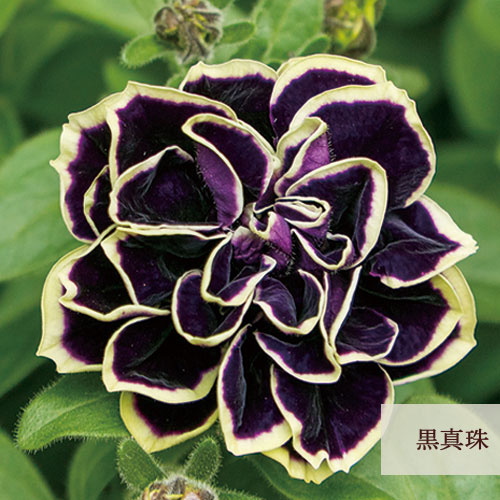 ホビーステーションシングル通販店 / 迷宮に咲く花 蒔菜（RR）