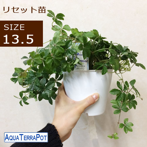 パーセノシッサス シュガーバイン【小型 観葉植物 5号鉢／1個
