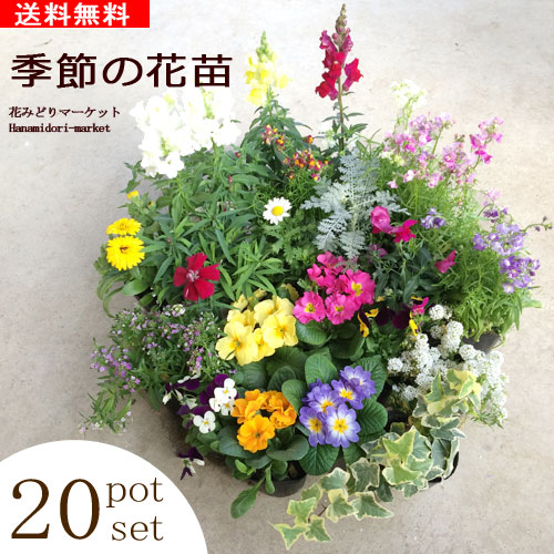 季節の花苗 20ポットセット 花色ミックス寄せ植えやギフトに最適！
