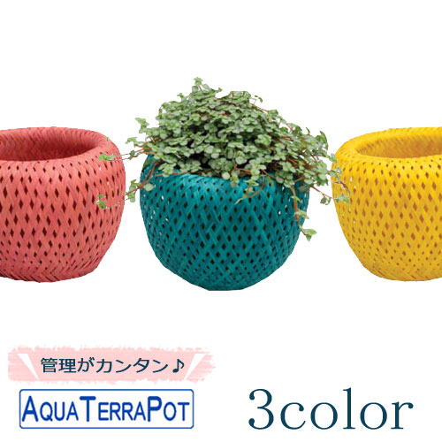 アクアテラポット アジアンバスケット カラー10 5タイプ 観葉植物全 種 シュガーバイン ペペロミア アイビー ワイヤープランツ プミラ ピレア Educaps Com Br