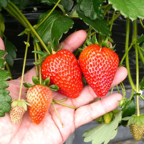 楽天市場】【2個セット】いちご苗 宝交早生（ほうこうわせ）3号ポット