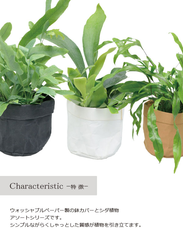 撰文製鉢蔽い上がり口シダ植物 Pd室内装飾 Id 902 ギフト バレンタイン 観葉植物 多肉植物 Hotjobsafrica Org