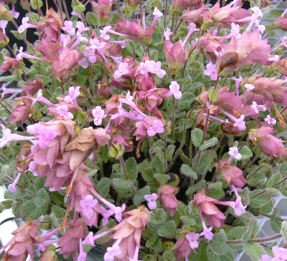 楽天市場】【単品 / 3個セット】オレガノ ケントビューティ 3号ポット