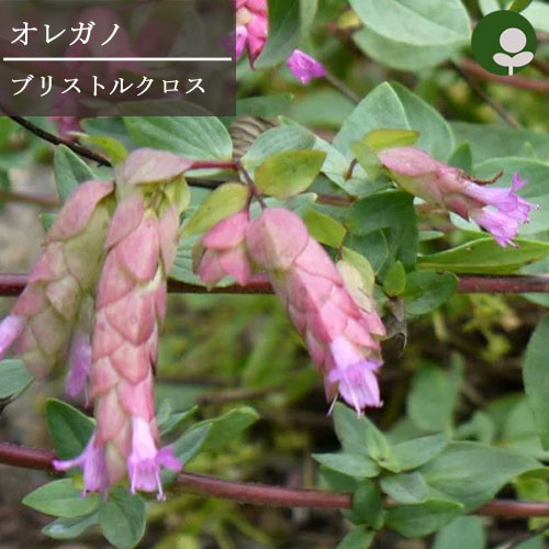 楽天市場】【単品 / 3個セット】オレガノ ケントビューティ 3号