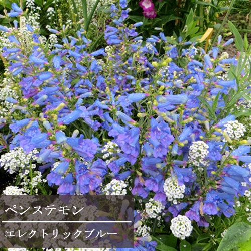 ペンステモン エレクトリックブルー 3 3 5号ポット苗 イングリッシュガーデン ブルーガーデン