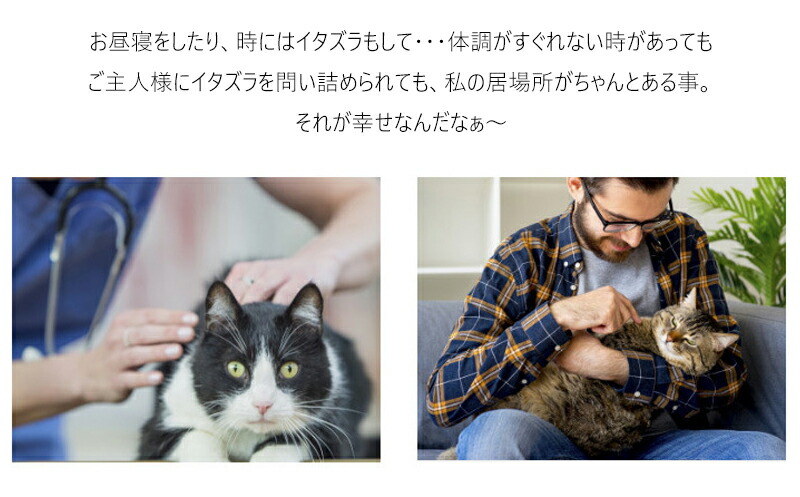 ペット用 お家 小屋 Lサイズ ハウス Dh 2 ベッド ｈｏｕｓｅ 家 ゲージ 部屋 ペット部屋