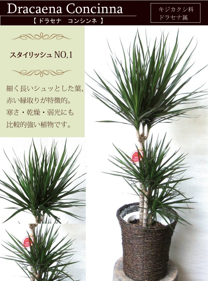 パキラ くぼみ植え7号数鉢 選べる観葉植物 カゴ附添い 受け皿付き 育て易易たる 時節の花鉢シリーズ 鉢植え 売る ご降誕機会 開店 家移り 御祝い 引越し祝い 建造祝い 室内装飾 設立者の日 貨物輸送無料 安心ギフ 束 楽ギフ メッセ入力 観葉植物 Sale 御土産 Fktk Daemlu Cl