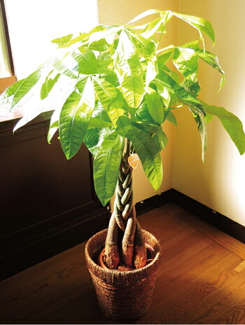 パキラ くぼみ植え7号数鉢 選べる観葉植物 カゴ附添い 受け皿付き 育て易易たる 時節の花鉢シリーズ 鉢植え 売る ご降誕機会 開店 家移り 御祝い 引越し祝い 建造祝い 室内装飾 設立者の日 貨物輸送無料 安心ギフ 束 楽ギフ メッセ入力 観葉植物 Sale 御土産 Fktk
