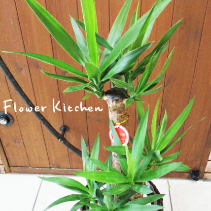 ユッカ プレミアムゴールド ユッカ プレミアムゴールド - メルカリ