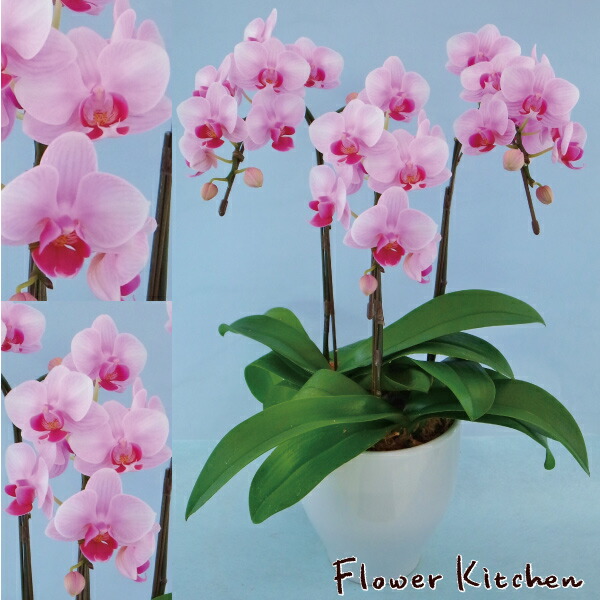 想像を超えての の ギフトにおすすめ テーブル胡蝶蘭3本立ち5号産地直送の花ギフト A 90 テーブル胡蝶蘭3本立ち5号 椎名洋ラン園こだわりの 胡蝶蘭高級コチョウランお祝い 誕生日 還暦 卒寿 米寿 白寿 記念日 お礼 挨拶 記念品 お歳暮 お中元 プレゼント 贈り物