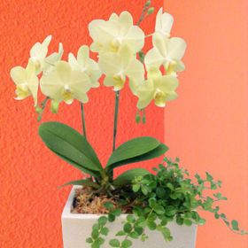 出どころ直送の花差し上げ物【MIDI夢見鳥蘭 2本立ち 観葉寄せ パルテノ鉢 黄色系おまかせ 瀬戸もの鉢入り口・入口】【A-112】椎名洋幽客園こだわりの夢見鳥蘭 御前上等コチョウラン祝賀会/生まれ落ちる日/還暦/卒寿/米寿/白寿/祝する日/畏まり/御辞儀/祝する品/お歳暮/お中元/差し上げ物/差し上げ物/花 差し上げ物