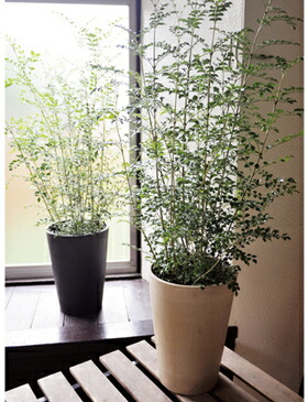 観葉 季節の花鉢シリーズ シマトネリコ 選べるカラー 円錐ポット トネリコ シマトネリコ 送料無料 ギフト 育てやすい 観葉植物 インテリア 鉢植え 開店 引越し 祝い 引越し祝い 新築祝い 誕生日 あす楽 日曜営業 水合わせの儀 Fktk Marcsdesign Com