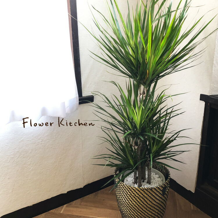 楽天市場】観葉植物 ユッカ 8号鉢 【全国送料無料】青年の木