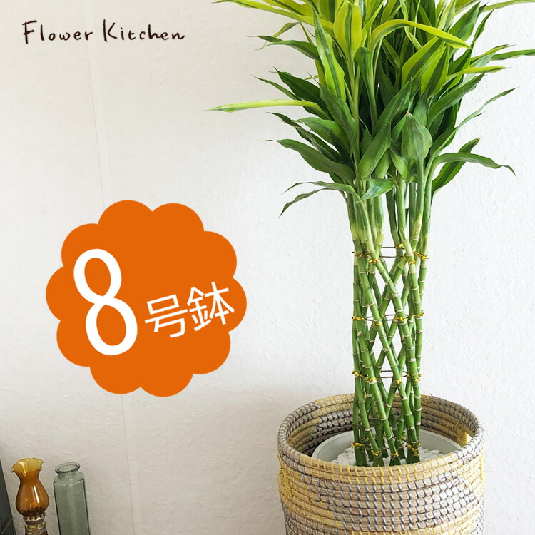 史上最も激安最新品 ドラセナサンデリアーナ8号鉢 ソフトツートンカゴ 大型 観葉植物 ヤマト便でお届け 日時指定不可 ドラセナサンデリアーナ8号サイズ 育てやすい サンデリアーナ ラッキーバンブー 花 観葉植物 ヤマト便でお届け 日時指定不可 カゴ付 誕生日