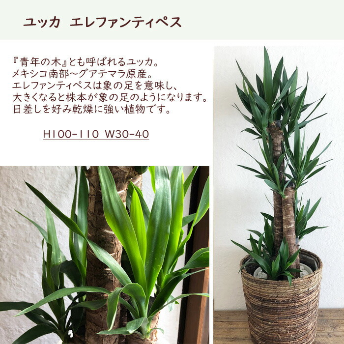 ユッカ8号サイズ カゴ付 ヤマト便でお届け 日時指定不可 開店 インテリアギフト 青年の木 ユッカ 誕生日 ユッカ8号鉢 茶カゴ Fktk花 ガーデン Diy 育てやすい 新築祝い 開店 インテリアギフト 大型 Fktk Flowerkitchen Business 引越祝い 観葉植物 For
