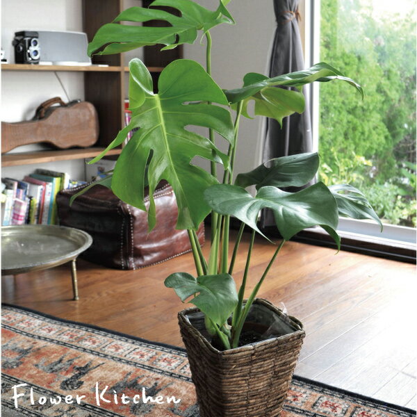 週末特価！5鉢価格！幸福の木　アレカヤシ　モンステラ　ポトス　苗　苗木　観葉植物 大特価！5鉢価格！幸福の木 アレカヤシ モンステラ ポトス 苗