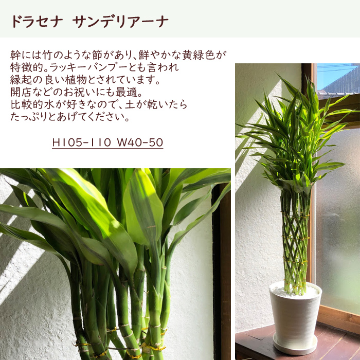 あした造作ない 全国貨物輸送無料 観葉植物 ドラセナ サンデリアーナ ナンバー野晒 育て生やさしい 鉢植え御祭式 開店祝 開業祝 耳あたらしい築祝 移ろう祝 婚礼祝 新遣って行く インテリアデコレーション セラアート鉢 大型 インテリア 開店祝典 おつ ドラセナ 白