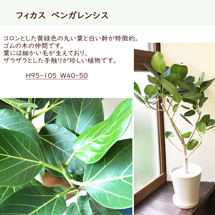 最新人気 8号鉢 8号鉢 結婚記念日 花 全国送料無料 観葉植物 ゴムの木 あす楽 鉢植え御祝 ベンガレンシス フィカス フィカス 育てやすい 開店祝 開業祝 新築祝 引越祝 結婚祝 新生活 インテリア セラアート鉢 大型 インテリア 開店祝い おしゃれ ホワイト 最新人気 8号鉢 8号鉢 結婚記念日 花 全国送料無料 観葉植物 ゴムの木 あす楽 鉢植え御祝 ベンガレンシス フィカス フィカス 育てやすい 開店祝 開業祝 新築祝 引越祝 結婚祝 新生活 インテリア セラアート鉢 大型 インテリア 開店祝い おしゃれ ホワイト