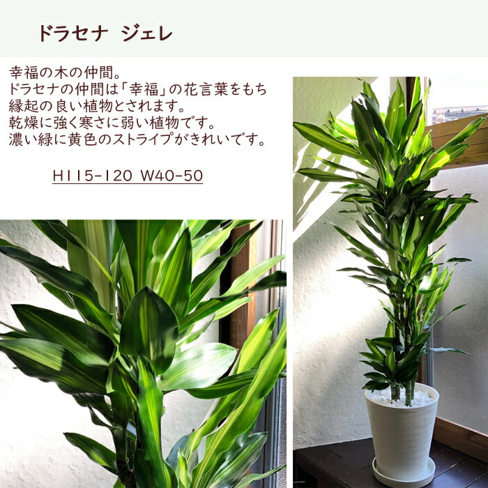 あす楽 初心者でも安心 観葉植物 ドラセナ ジェレ 号鉢 サスティーlサイズのセット 送料無料 育てやすい 鉢植え御祝 開店祝 新築祝 引越祝 結婚祝 新生活 インテリア 大型 インテリア おしゃれ ギフト Fktk Marcsdesign Com