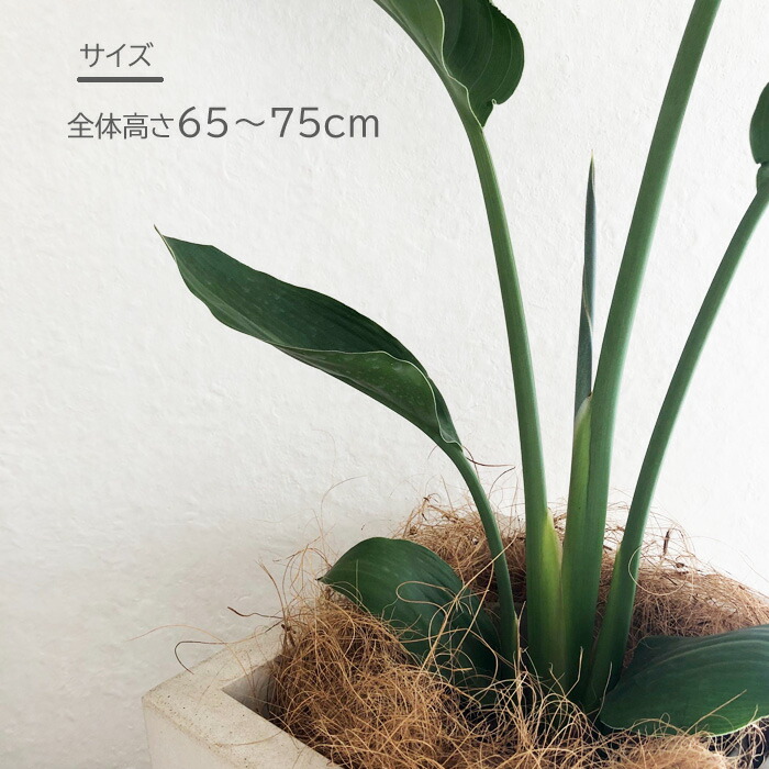 送料無料 観葉 ストレリチレギネ 6号鉢 クレイスクエアテラメント鉢 ヤシ繊維付 観葉植物 ギフト プレゼント ストレリチア レギネ 極楽鳥花 苗木 鉢植え 販売 誕生日 開店祝 移転祝 新築祝 引越祝 結婚祝 新生活 インテリア Fktk Giosenglish Com