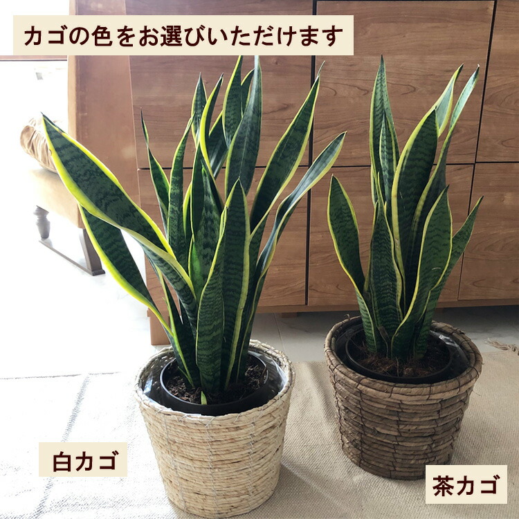 あす暢気 サンスベリア6サイズ 選べる色合バナナの木丸型カゴ 観葉植物 サンセベリア 育て簡単 鉢植え御御祝い 開店祝 開業祝 構築祝 移転祝 嫁入り祝 新鮮食う 内装 リアル 送料無料 プレゼント Fktk Doorswindowsstairs Co Uk