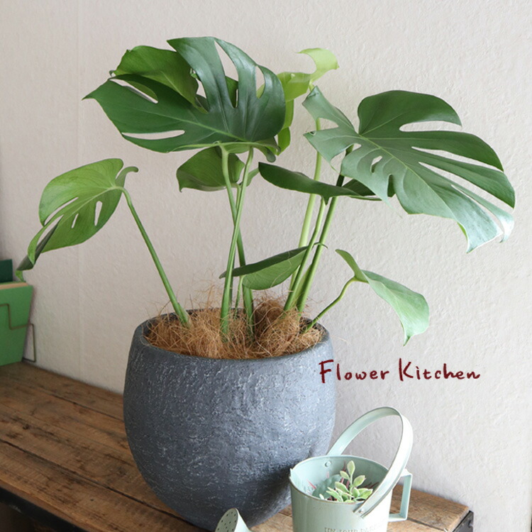 海シリーズ　パステル　ヤシの木　モンステラ　猫　5個セット 海シリーズ パステル ヤシの木 モンステラ 猫 5個セット 海