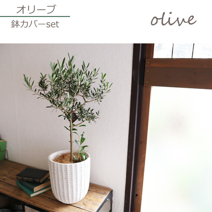 上之郷 巾商品名 ハーフバスタオル2 Kg 3000 お中元 実用核 おすすめ 衆望 度合い スーベニア 内寿 産する内祝 嫁ぐ内祝 出産祝 結婚祝 全快祝 お礼 お中元 お歳暮 お年賀 竹蓖がえし 香典返し 恍ける代用