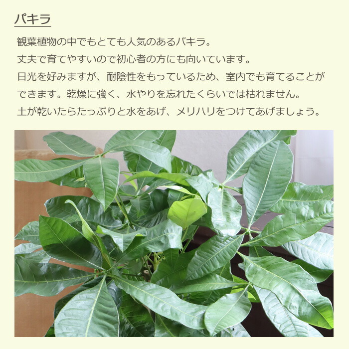 あす楽 パキラ 7号 Ikea Kaffebona カゴ付 受け皿付カフェボーナ 大型 パキラ 7号 鉢カバーセット 送料無料 イケア ギフト 育てやすい 観葉植物 誕生日 お祝い Fktk Korkmazmauritius Com