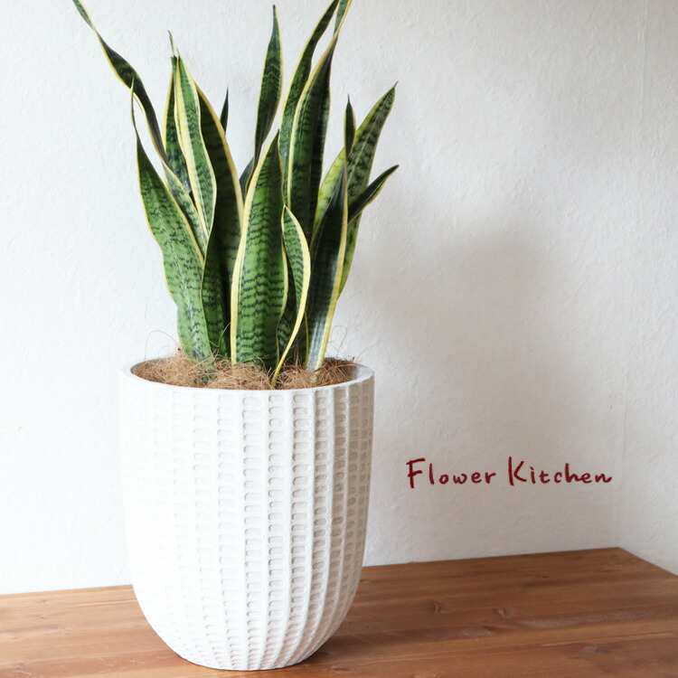 住まい・ペット・DIY 花・観葉植物 花・観葉植物