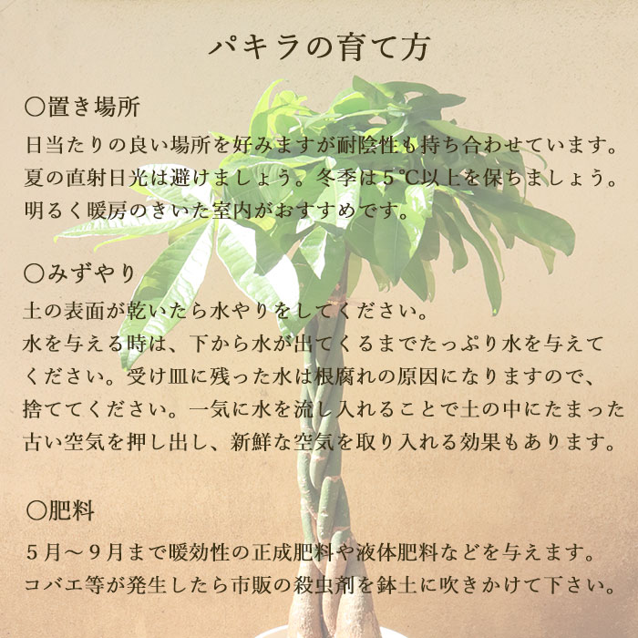観葉植物とスイーツのセット 観葉植物とスイーツのセット バームクーヘン あす楽 パキラ8号鉢 銀座千疋屋フルーツクーヘン 引越祝 全国送料無料 観葉植物 花 観葉植物 パキラ 千疋屋 バームクーヘン 育てやすい 鉢植え御祝 開店祝 新築祝 引越祝 結婚祝 新生活