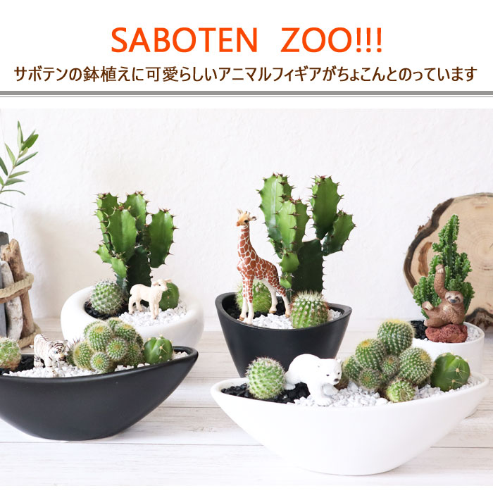 あす楽 Saboten Zooシリーズ ダイウンカク キリン フィギアつき 観葉植物 サボテン ユーフォルビア 大雲閣 育てやすい テーブルサイズ御祝 開店祝 開業祝 新築祝 動物 フィギア 新生活 インテリア ギフト 送料無料 Fktk Educaps Com Br