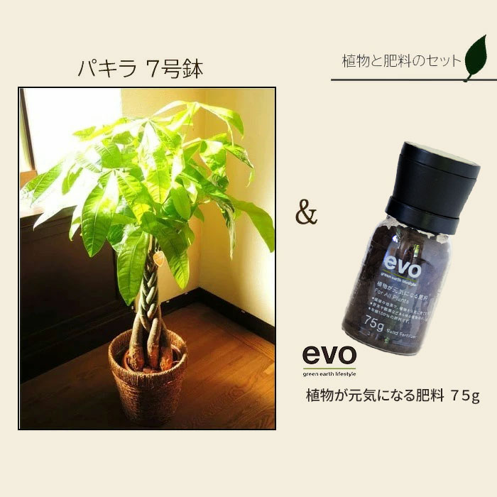 観葉 草木と下肥の凝固 パキラ 7ナンバーボール Evo 植物が明朗に化ける肥料 85g パキラ Evo 観葉植物 有機組合せる肥料 肥料 栄養剤 貰い物 Fkts Nobhillmusic Com