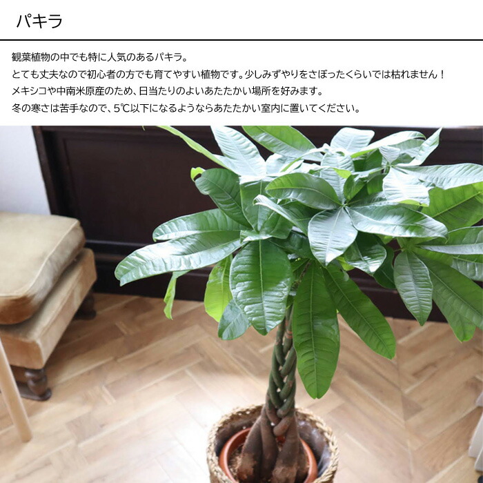 観葉 草木と下肥の凝固 パキラ 7ナンバーボール Evo 植物が明朗に化ける肥料 85g パキラ Evo 観葉植物 有機組合せる肥料 肥料 栄養剤 貰い物 Fkts Nobhillmusic Com