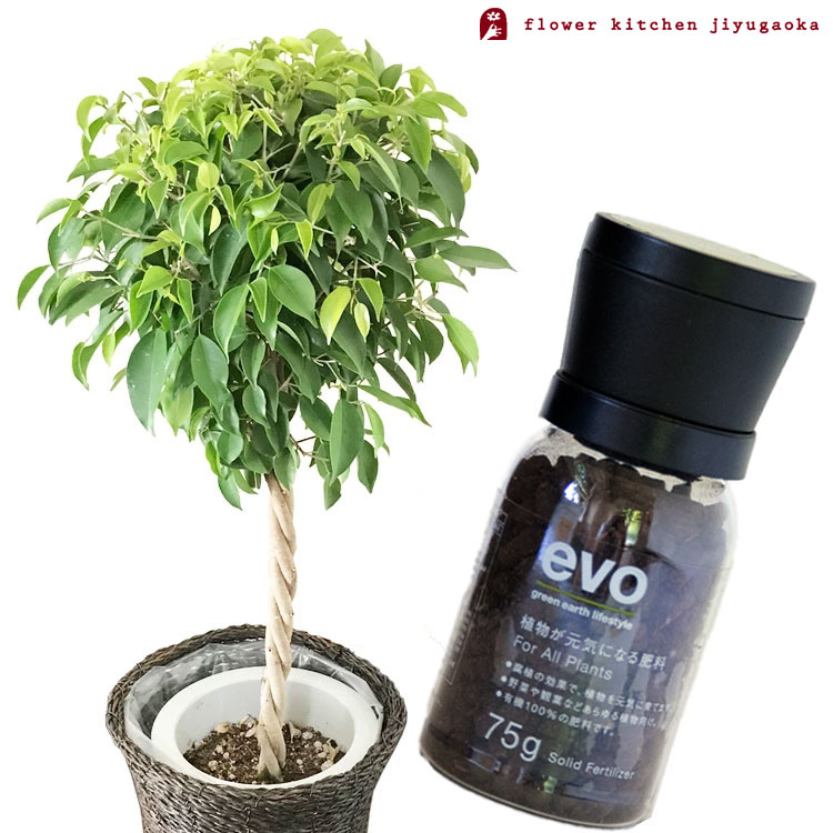 観葉 植物と肥料のセット ベンジャミン 7号鉢 Evo 植物が元気になる肥料 85g ベンジャミン ゴムの木 Evo 観葉植物 有機混合肥料 肥料 栄養剤 プレゼント Fkts Butterbali Com