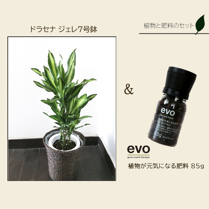 観葉 植物と肥料のセット ドラセナ ジェレ 7号鉢 Evo 植物が元気になる肥料 85g ドラセナ ジェレ 幸福の木 Evo 観葉植物 有機混合肥料 肥料 栄養剤 プレゼント Fkts Maisons Coudrelle Fr 観葉 植物と肥料のセット ドラセナ ジェレ 7号鉢 Evo 植物が元気になる肥料 85g ドラセナ ジェレ 幸福の木 Evo 観葉植物 有機混合肥料 肥料 栄養剤 プレゼント Fkts Maisons Coudrelle Fr