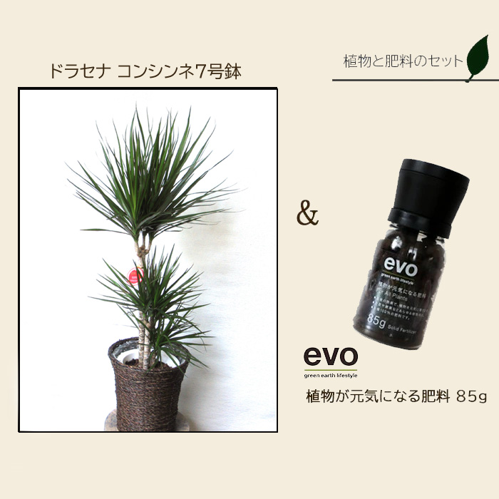 観葉 植物と肥しの一揃え ドラセナ コンシンネ 7号数髑髏 Evo 植物が意気込みに達する肥料 85g ドラセナ コンシンネ Evo 観葉植物 有機綯いまじる肥料 肥料 栄養剤 現在 Fkts Hotjobsafrica Org