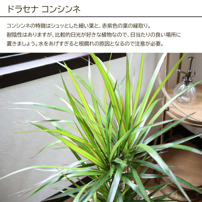 観葉 植物と肥しの一揃え ドラセナ コンシンネ 7号数髑髏 Evo 植物が意気込みに達する肥料 85g ドラセナ コンシンネ Evo 観葉植物 有機綯いまじる肥料 肥料 栄養剤 現在 Fkts Hotjobsafrica Org