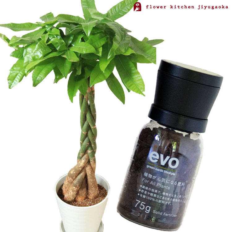 楽天市場 観葉 植物と肥料のセット パキラ 8号 白セラート鉢 Evo 植物が元気になる肥料 85g パキラ Evo 観葉植物 有機混合肥料 肥料 栄養剤 プレゼント Fkts Flowerkitchen For Business