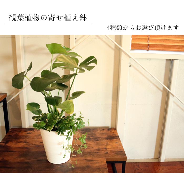 観葉 送料無料 選べる観葉植物 8号数髑髏 ミニ観葉の寄せ植え ドラセナ モンステラ サンセベリア サンスベリア ストレリチア 観葉植物 祝儀 寄贈 付け届け Fkts Cspeducation Com