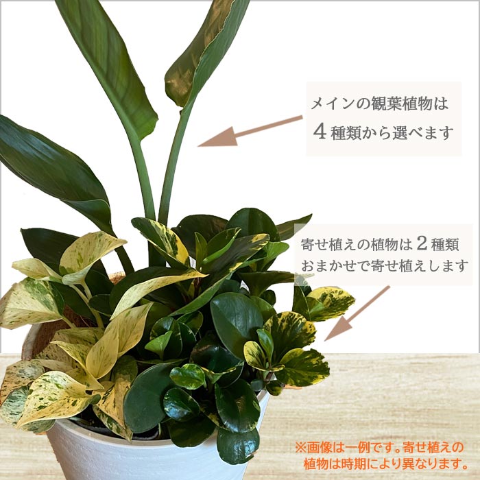 観葉 送料無料 選べる観葉植物 8号数髑髏 ミニ観葉の寄せ植え ドラセナ モンステラ サンセベリア サンスベリア ストレリチア 観葉植物 祝儀 寄贈 付け届け Fkts Cspeducation Com